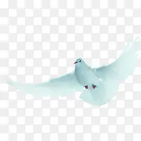 白色纯洁手绘白鸽-空若网 白色纯洁手绘白鸽-空若网