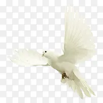 白色纯洁白鸽高清-空若网 白色纯洁白鸽高清-空若网