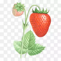 麝香草莓食品剪贴画-草莓-空若网 麝香草莓食品剪贴画-草莓-空若网