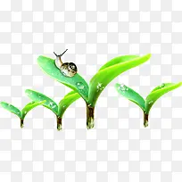 高清摄影绿色的植物蜗牛-空若网 高清摄影绿色的植物蜗牛-空若网
