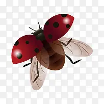 七星飘虫-空若网 七星飘虫-空若网