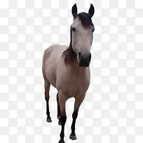 发呆的白色骏马-空若网 发呆的白色骏马-空若网