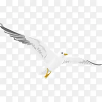 手绘唯美白色鸽子-空若网 手绘唯美白色鸽子-空若网