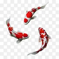 锦鲤图片-空若网 锦鲤图片-空若网