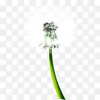 白色唯美蒲公英造型-空若网 白色唯美蒲公英造型-空若网