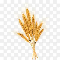 金黄麦穗素材-空若网 金黄麦穗素材-空若网