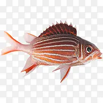 海底生物素材-空若网 海底生物素材-空若网