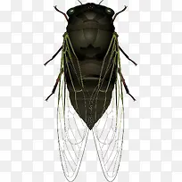 ��ɫ֪��ʸ���ز�-������