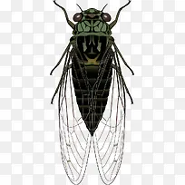 ����ɫ���Ʋ�ʸ���ز�-������