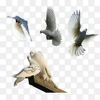 ���ַ����ز�-������