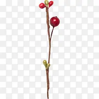 ��֦��ʵ-������