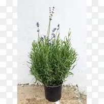 Ӣ��޹�²ݷ���޹�²�������-������