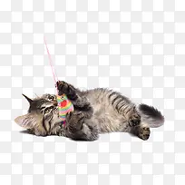 �����С��èͼƬ-������