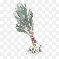 手绘大葱-空若网 手绘大葱-空若网