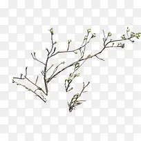 树枝素材-空若网 树枝素材-空若网