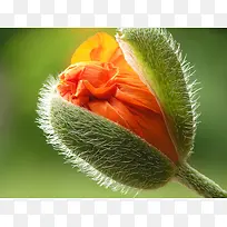 花苞摄影-空若网 花苞摄影-空若网