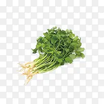 香菜图片素材-空若网 香菜图片素材-空若网