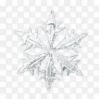 Ê¥µ®½ÚÁù½ÇÑ©»¨-¿ÕÈôÍø Ê¥µ®½ÚÁù½ÇÑ©»¨-¿ÕÈôÍø