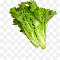 天津白蔬菜-空若网 天津白蔬菜-空若网