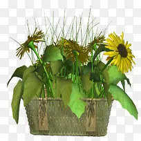 花卉下载-花坛-空若网 花卉下载-花坛-空若网