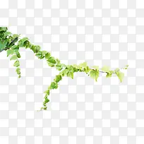 青藤图片素材-空若网 青藤图片素材-空若网
