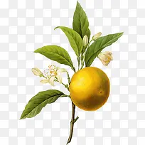 树枝上的橘子-空若网 树枝上的橘子-空若网