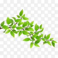 树枝上的绿叶-空若网 树枝上的绿叶-空若网