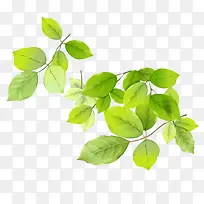 绿叶素材-空若网 绿叶素材-空若网