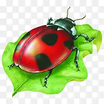 ��ͨ����ͼƬ����ư��-������