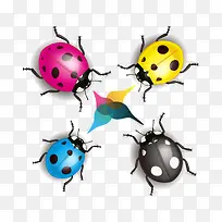 黑色瓢虫图片-空若网 黑色瓢虫图片-空若网