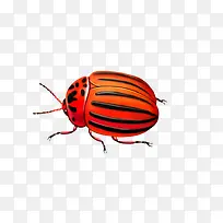 免抠素材昆虫图片-空若网 免抠素材昆虫图片-空若网