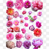 ĵ�����ز�-������