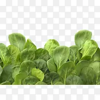 绿色有机蔬菜-空若网 绿色有机蔬菜-空若网