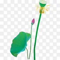 新鲜水彩荷花荷叶-空若网 新鲜水彩荷花荷叶-空若网