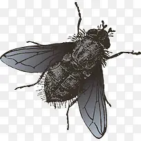 矢量黑色知了昆虫-空若网 矢量黑色知了昆虫-空若网