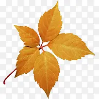 ��ɫ��Ҷ-������