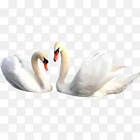 可爱的白天鹅-空若网 可爱的白天鹅-空若网