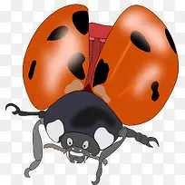 振翅的甲虫-空若网 振翅的甲虫-空若网