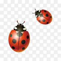 七星瓢虫矢量素材-空若网 七星瓢虫矢量素材-空若网