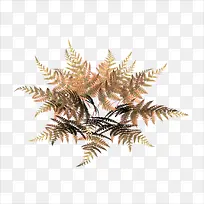 小草-空若网 小草-空若网