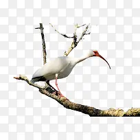 枯枝上的鸟-空若网 枯枝上的鸟-空若网
