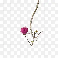 粉色花儿-空若网 粉色花儿-空若网