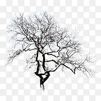 摄影冬天室外树木造型-空若网 摄影冬天室外树木造型-空若网