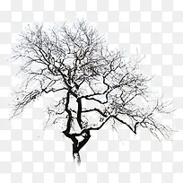 摄影在室外的树木-空若网 摄影在室外的树木-空若网
