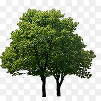 高清室外树木摄影-空若网 高清室外树木摄影-空若网
