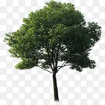 高清创意室外摄影绿色树木-空若网 高清创意室外摄影绿色树木-空若网