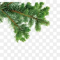 ��֦-������