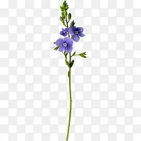 藏红花枝叶-空若网 藏红花枝叶-空若网