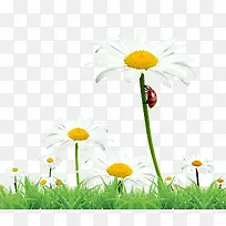 白色菊花素材-空若网 白色菊花素材-空若网