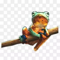 树蛙-蓝蛙-空若网 树蛙-蓝蛙-空若网